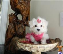 maltese puppy posted by Elegant Babies